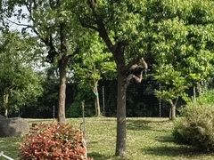 -上海野生动物园