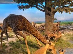 -国家自然博物馆