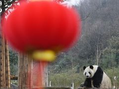 -都江堰中华大熊猫苑