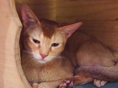 -猫小院猫主题咖啡厅(北锣店)