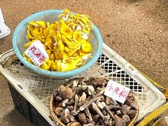 -云南木水花野生菌交易中心