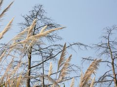 -桤木河湿地公园