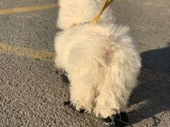 -翊宠yipet猫狗购宠庄园犬舍•猫舍