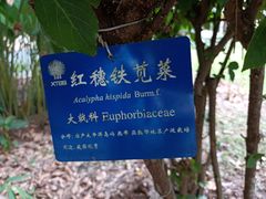 -中国科学院西双版纳热带植物园