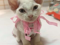 -德元·美联众合24小时动物医院(总院)