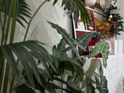 -LEILEI NAIL蕾蕾美甲美睫