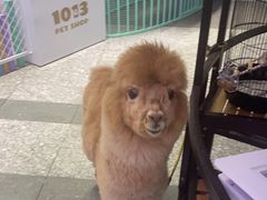 -1013 PET SHOP 宠物商店(近铁城市广场店)