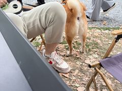 -J Create城市露营咖啡·简餐·宠物(上海动物园店)