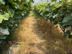 -马陆小张葡萄园农家乐