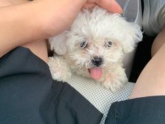 -翊宠yipet猫狗购宠庄园犬舍•猫舍