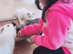 -momokira米努特·德文卷毛猫·棉花面纱犬