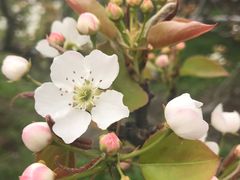 -南汇桃花村