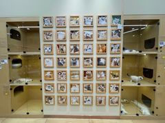 -袖虎猫馆(十亩地店)