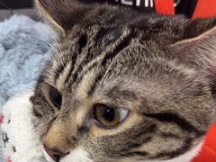 -爱侣宠医·鹦鹉专科·小型哺乳类·异宠专科(灵石路店)