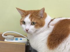 -瑞鹏宠物医院·宠保定点·心脏科·内科(御桥分院)