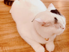 -猫小主咖啡·猫咖cat cafe(福田店)