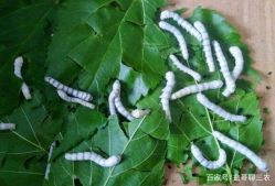 -太湖雪蚕桑文化园