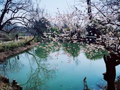 -西溪国家湿地公园