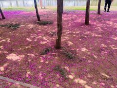 -石家庄市植物园