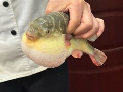 -长顺河豚馆(江洲东路)