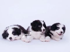 -超宠爱宠物摄影-Super pet