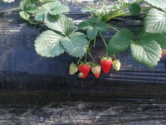 -胜丰草莓采摘园