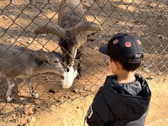 -大连森林动物园