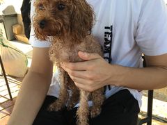 -趣玩宠物乐园寄养训犬训狗游泳池