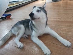 -Husky Go! 哈士奇体验馆·宠物咖啡厅狗咖