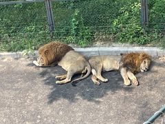 -大连森林动物园