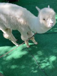 -萌宠亲子动物乐园(槐房万达店)