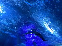 -成都浩海立方海洋公园