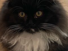 -楼上猫咖(罗湖店)