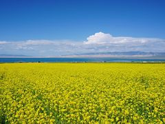 -青海湖国家重点风景名胜区