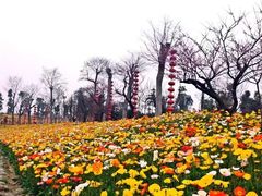 -秀丽东方