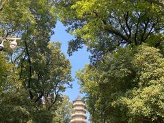 -灵谷景区