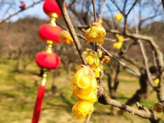 -无锡梅园公园