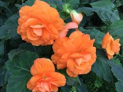 -斐兹洛伊花园
