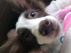 -翊宠yipet猫狗购宠庄园犬舍•猫舍