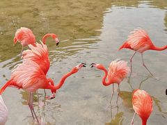 -常州淹城野生动物世界