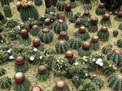-深圳仙湖植物园