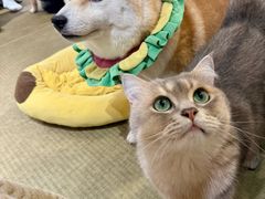 -逗柴咖啡屋·狗咖猫咖宠物桌游