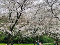 -苏州上方山国家森林公园