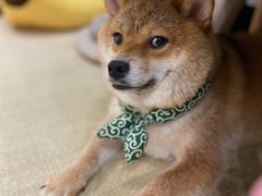 -逗柴咖啡屋·狗咖猫咖宠物桌游