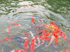 -青岛鑫江温德姆酒店