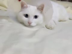 -北京观赏动物医院·24小时大型综合·猫专科·异宠专科