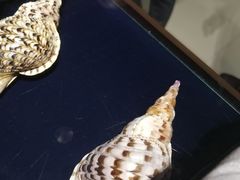 -青岛贝壳博物馆