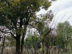 -大渡口区义渡公园