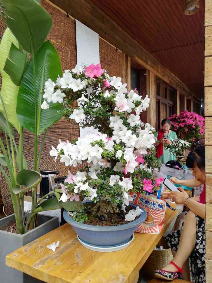 慕藤月鲜花农场-"这是一个与蝶飞舞,与风携手,美!到!炸!