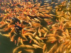 -长春市南湖公园